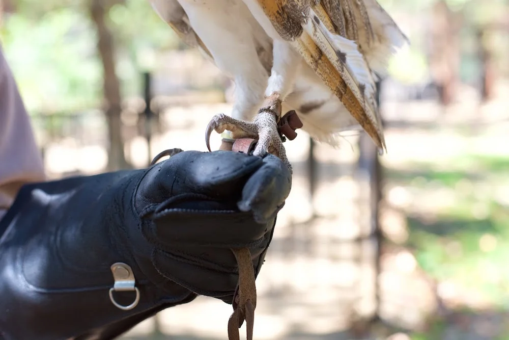 Turtle Bay Barn Owl Redding California.jpg