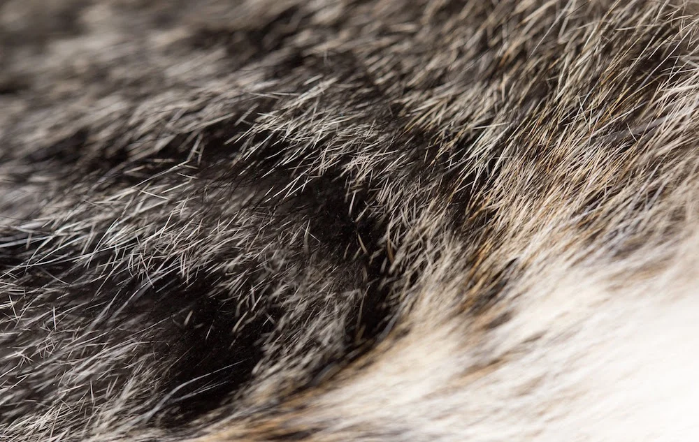 AdobeStock_71961524.jpg