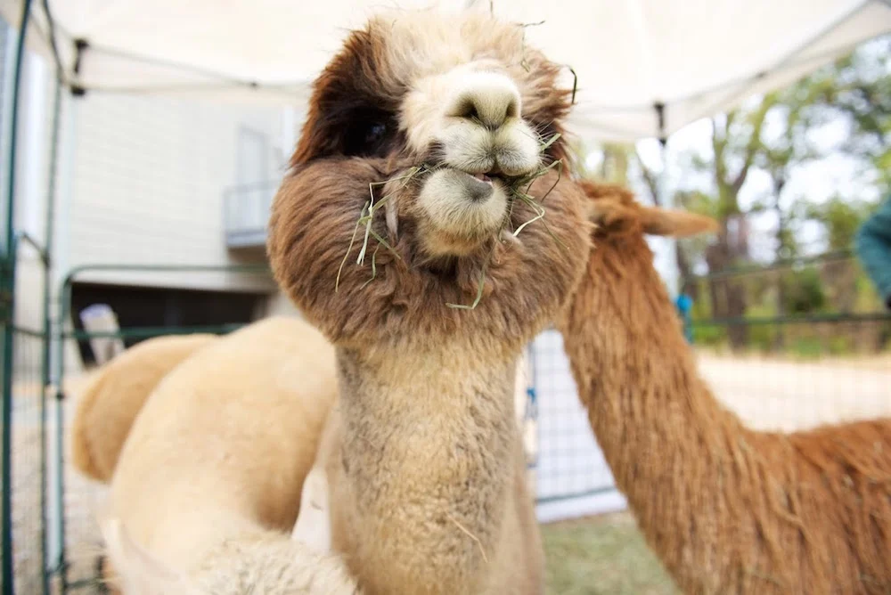Turtle Bay Material Culture Exhibition Alpaca.jpg