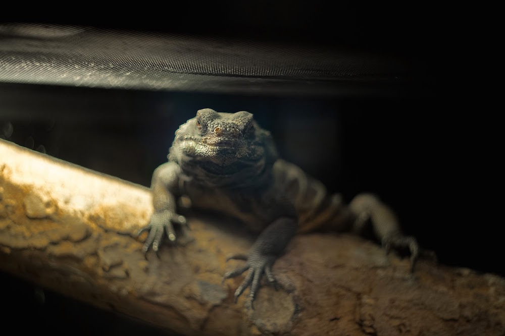 Turtle Bay Museum Chuckwalla.jpg