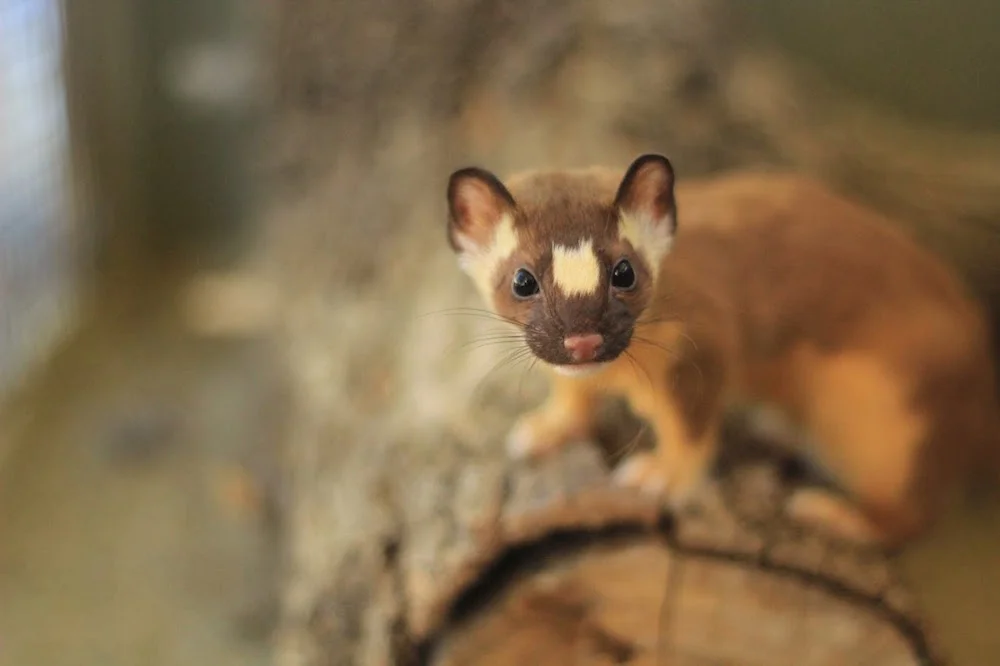 Turtle Bay Exploration Park Weasel.jpg