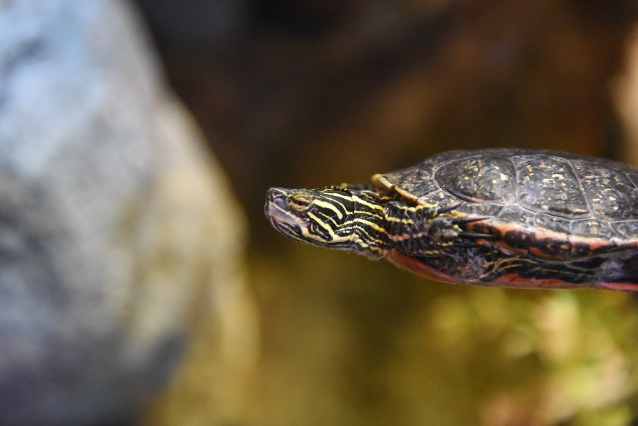 WILDERNESS TRAIL TAILS: The Eastern Box Turtle | Lifestyles |  sentinel-echo.com