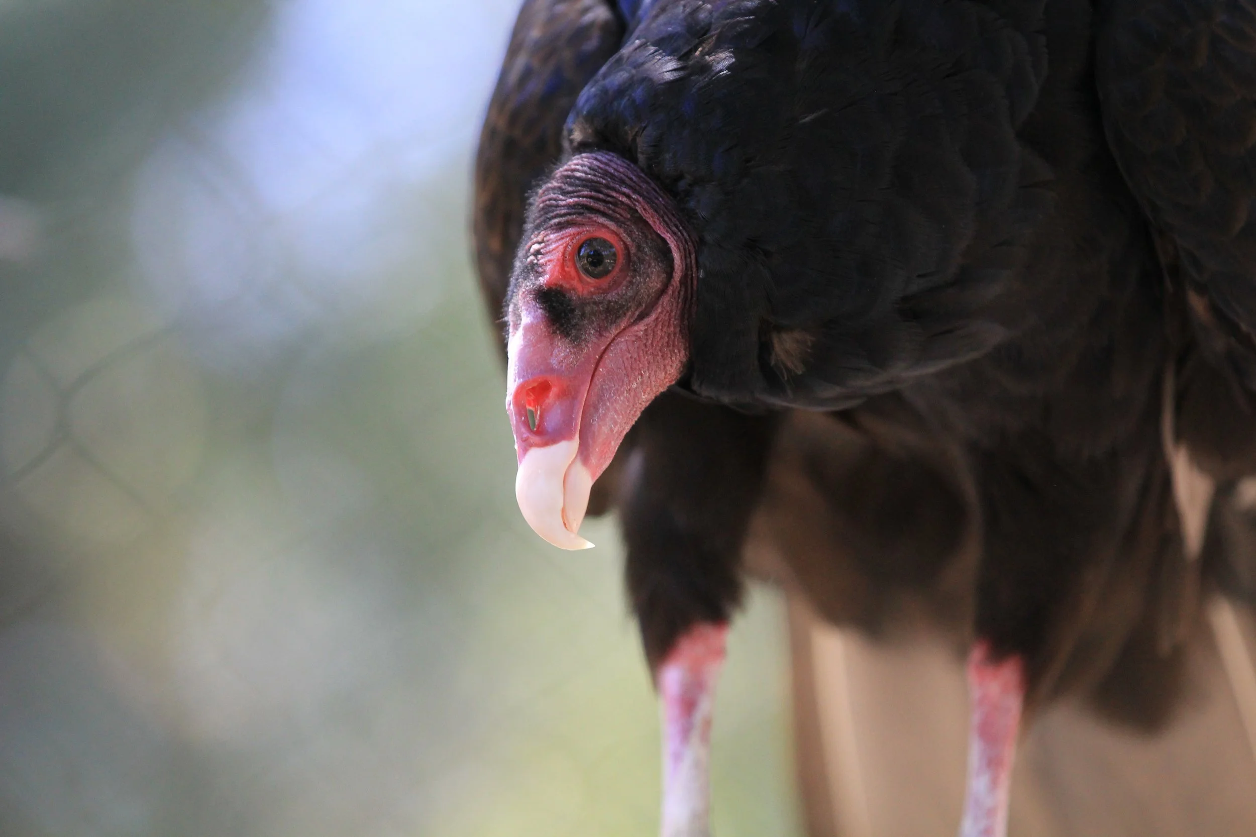 VIDEO: Turkey Vulture 