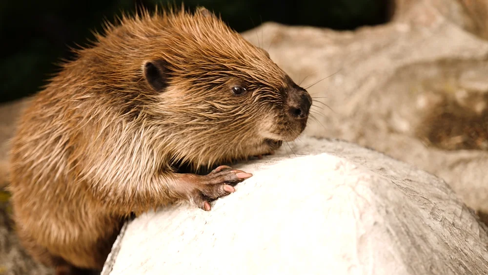 VIDEO: Beavers — Turtle Bay