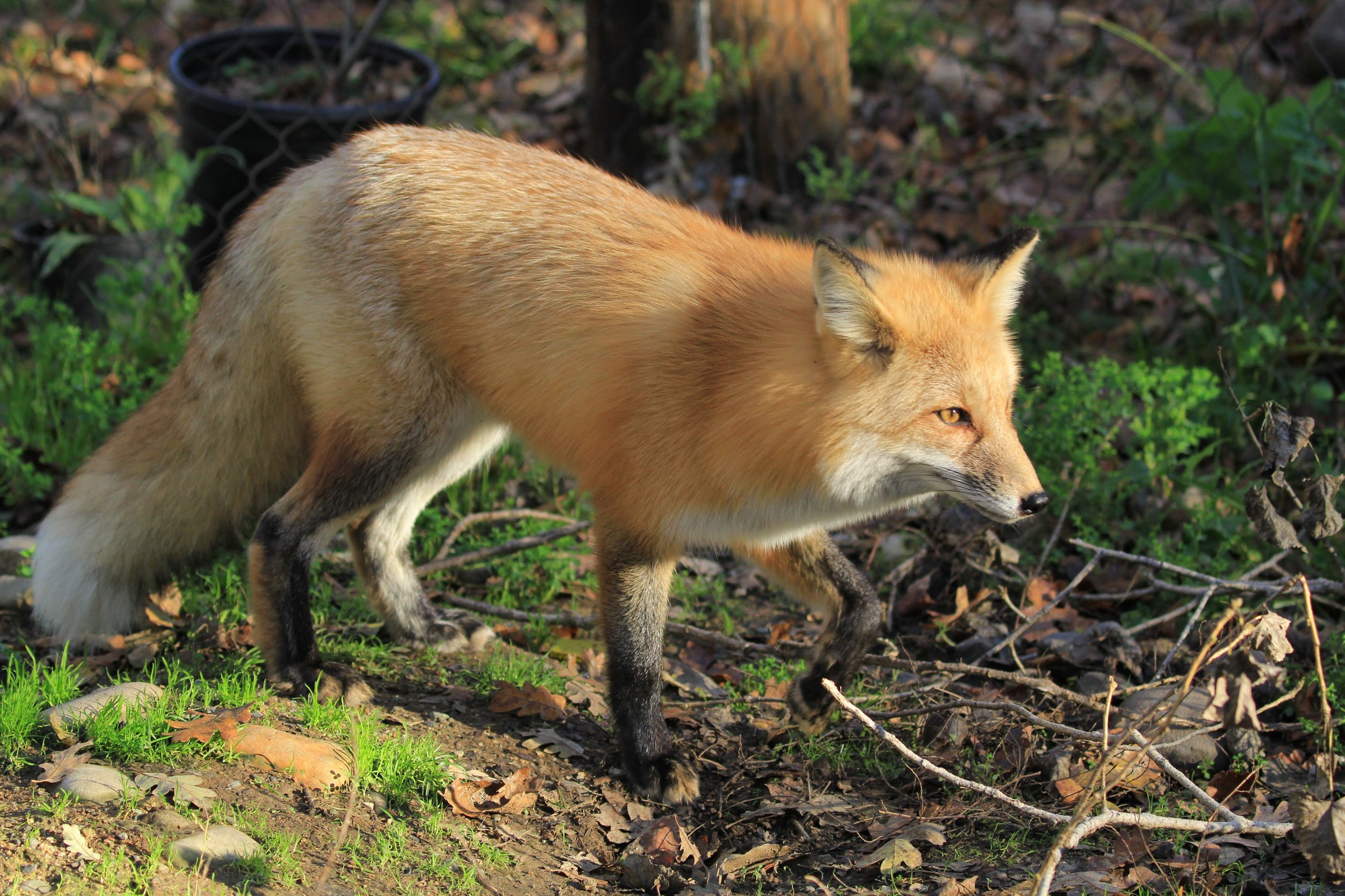 Video Red Fox Turtle Bay
