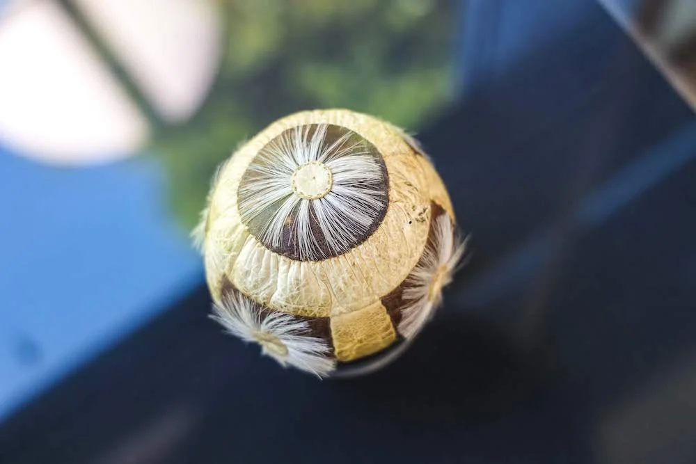 Artifact of the Month: Mystery Object Revealed!