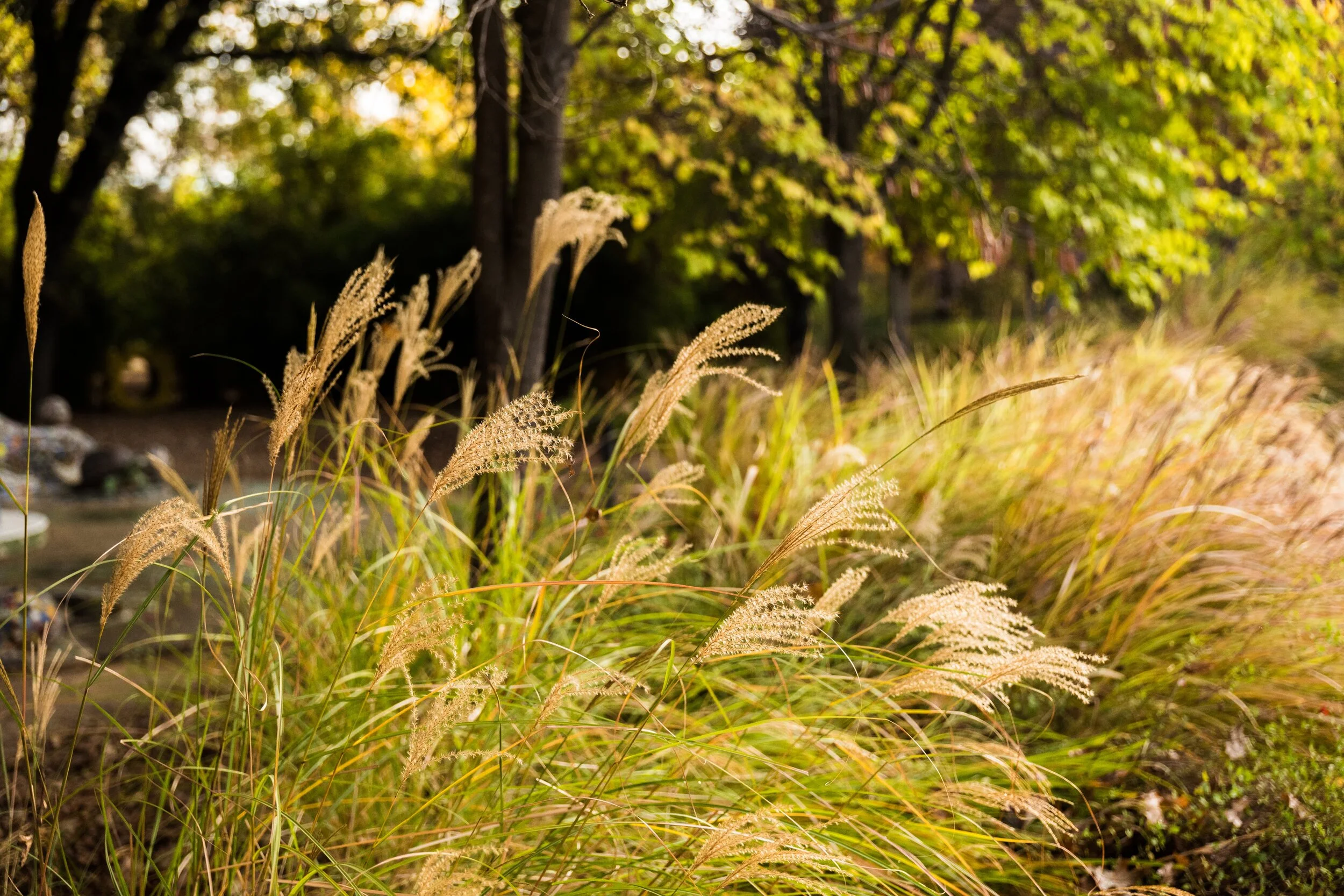Ornamental Grasses: Form, Movement and Light