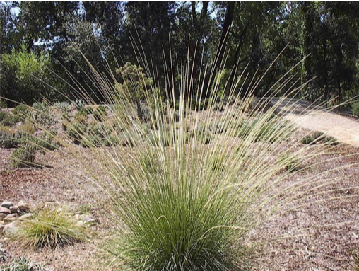  Beautiful as a specimen (single) plant. Deer Grass has a fountain-like form.. 