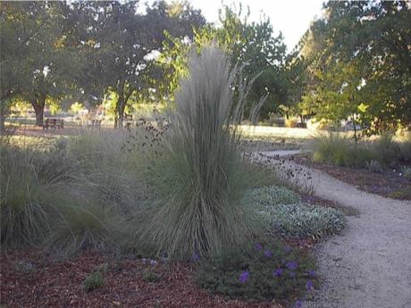  Muhlenbergia lindheimeri   Mexican Deer Grass with a stately upright form.  