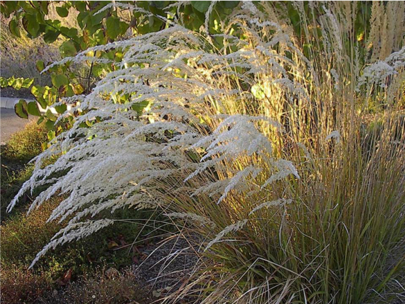  Calamagrostis x acutiflora ‘Karl Foerster’  Feather Reed Grass    is a spring-blooming grass that keeps its decorative seedheads until it is cut back in February 