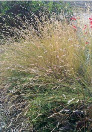  Bouteloua gracilis   Blue Grama Grass a California native grass with seedheads that bob in the breeze  