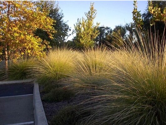  Muhlenbergia rigens   Deer Grass - catching the evening light in the botanical gardens parking lot 