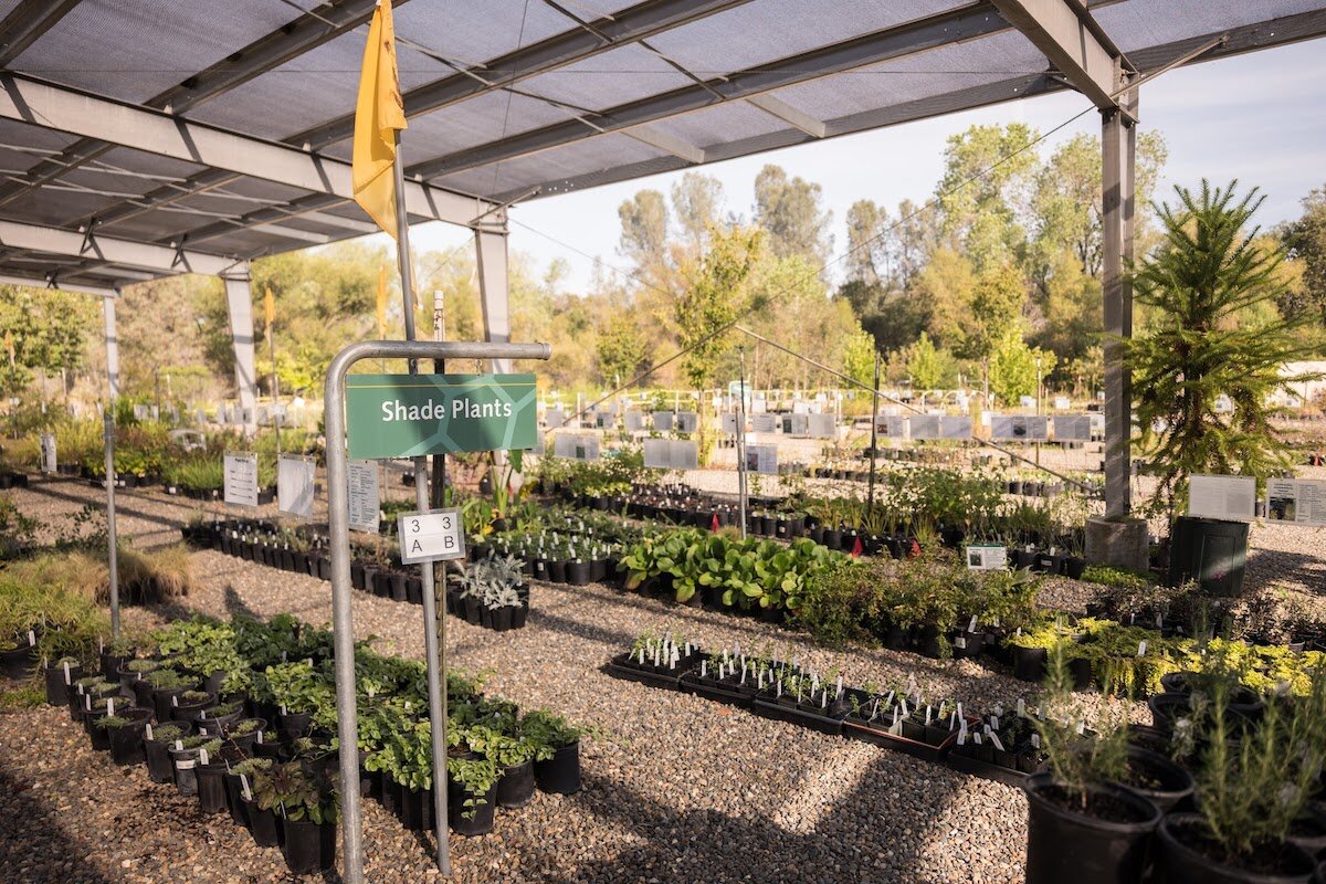 Turtle Bay Garden Nursery Plants Drought Tolerant California Native Plants Visit Redding Sundial Bridge 3.jpg