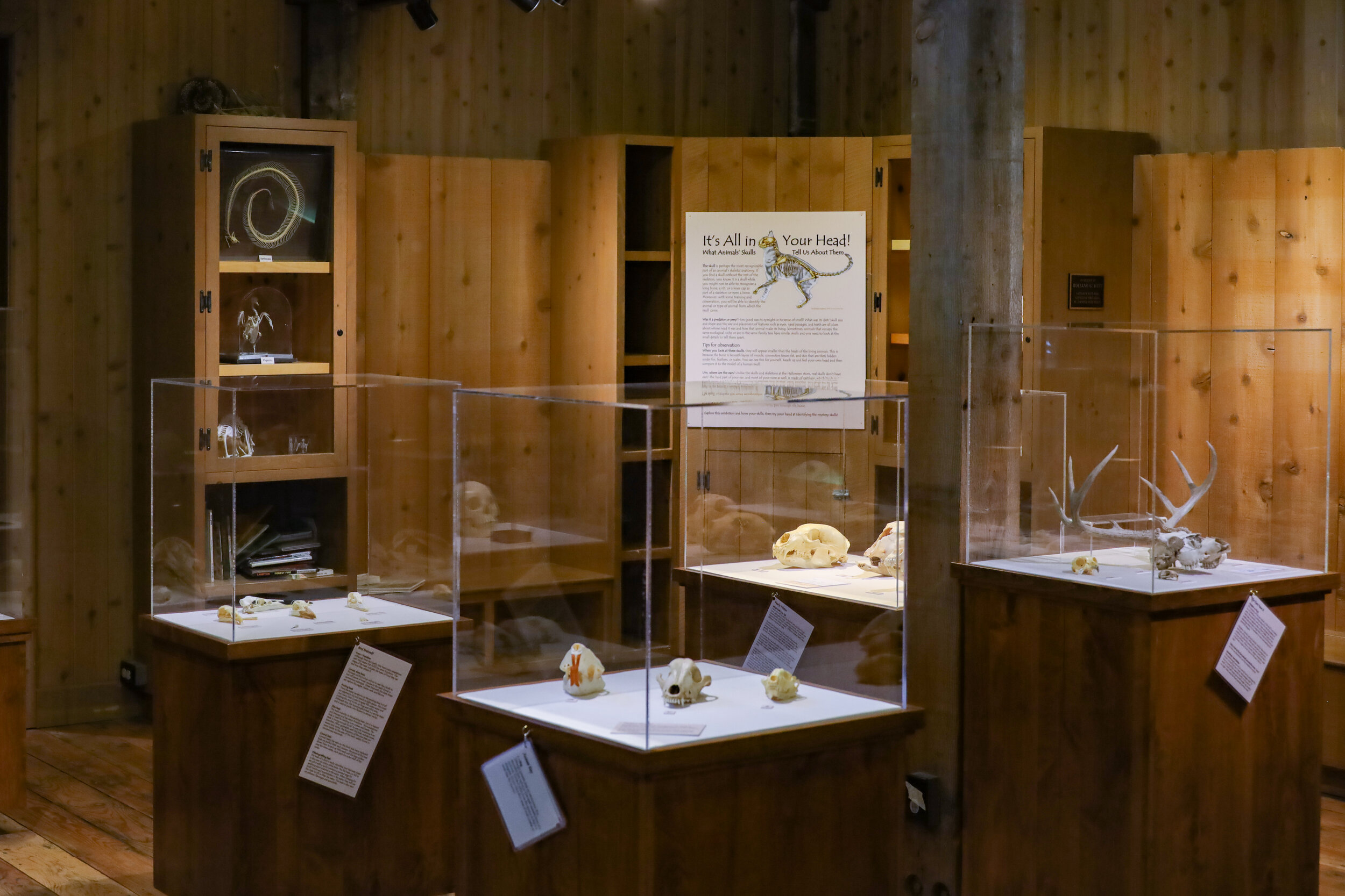 It's All in Your Head! | Animal Skulls Exhibition