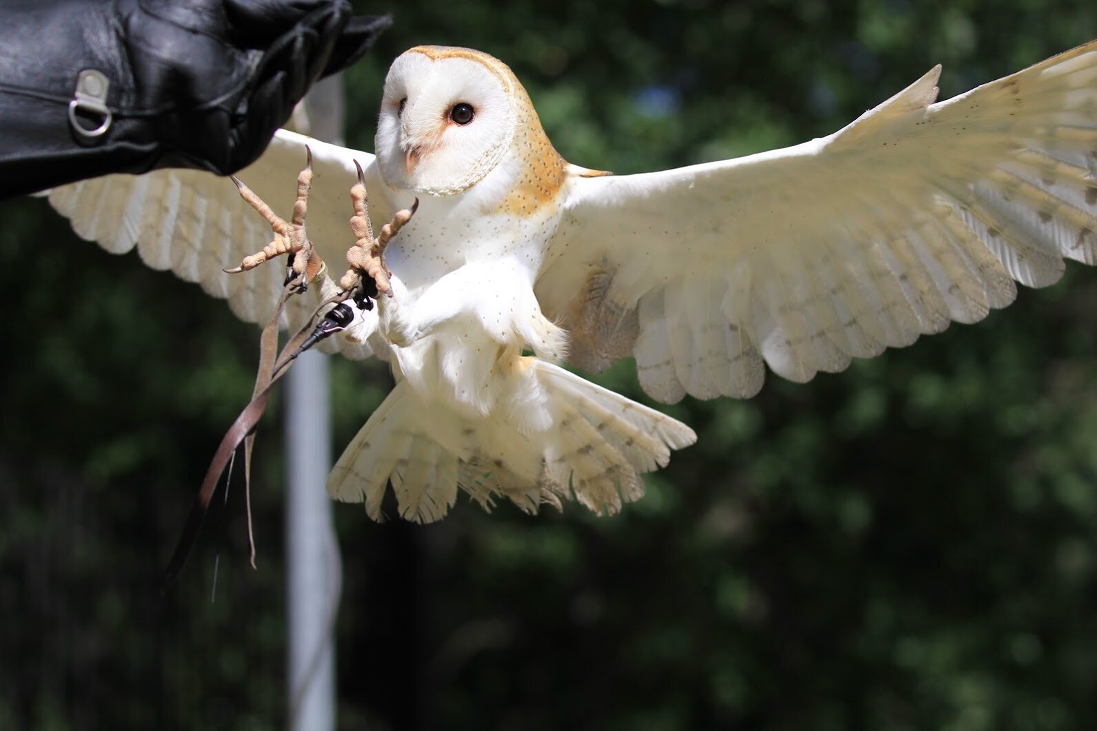 Turtle Bay Museum Redding California Visit  Barn Owl Animals.jpg