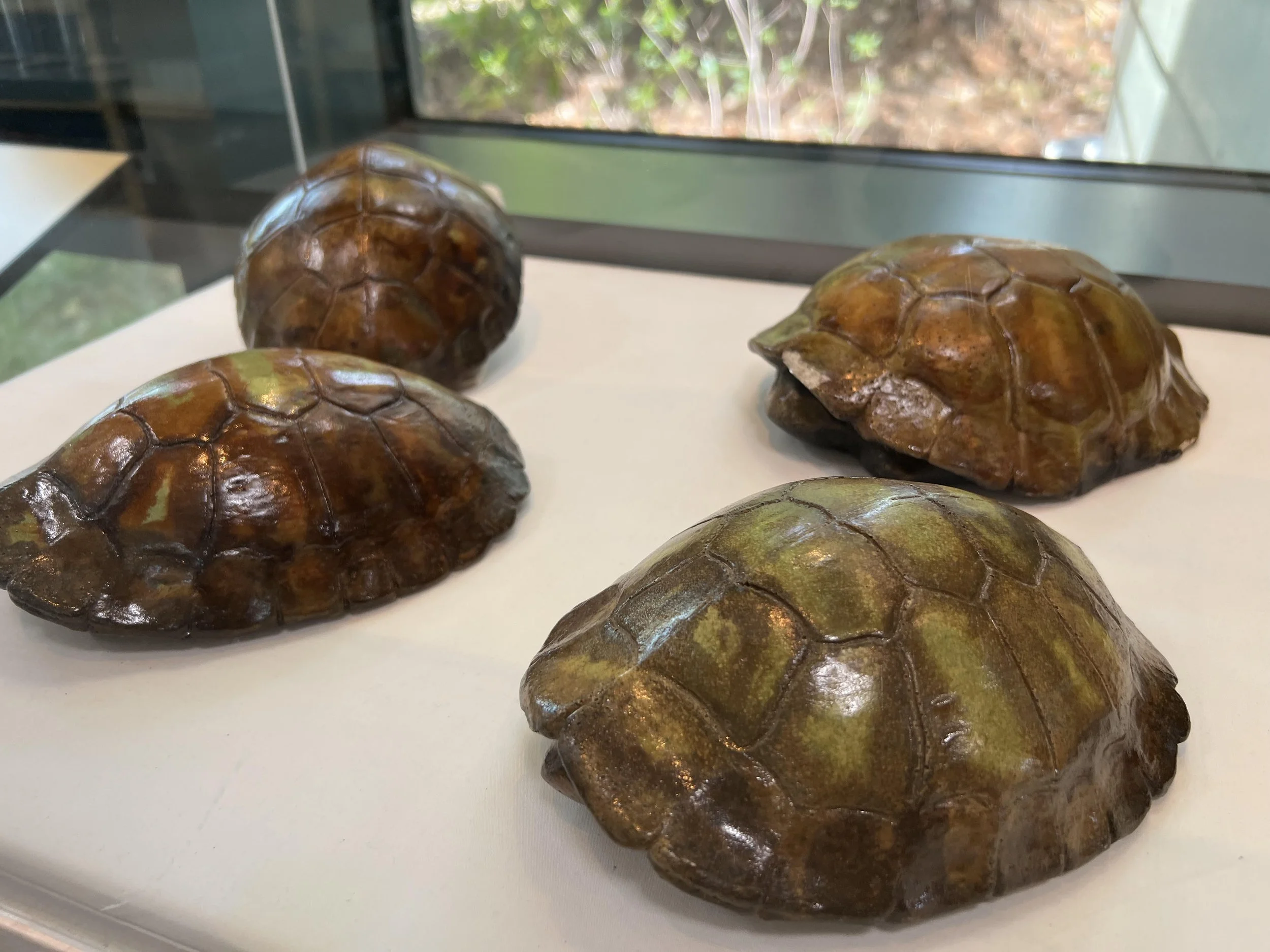 Artifact of the Month: Turtle Maquettes
