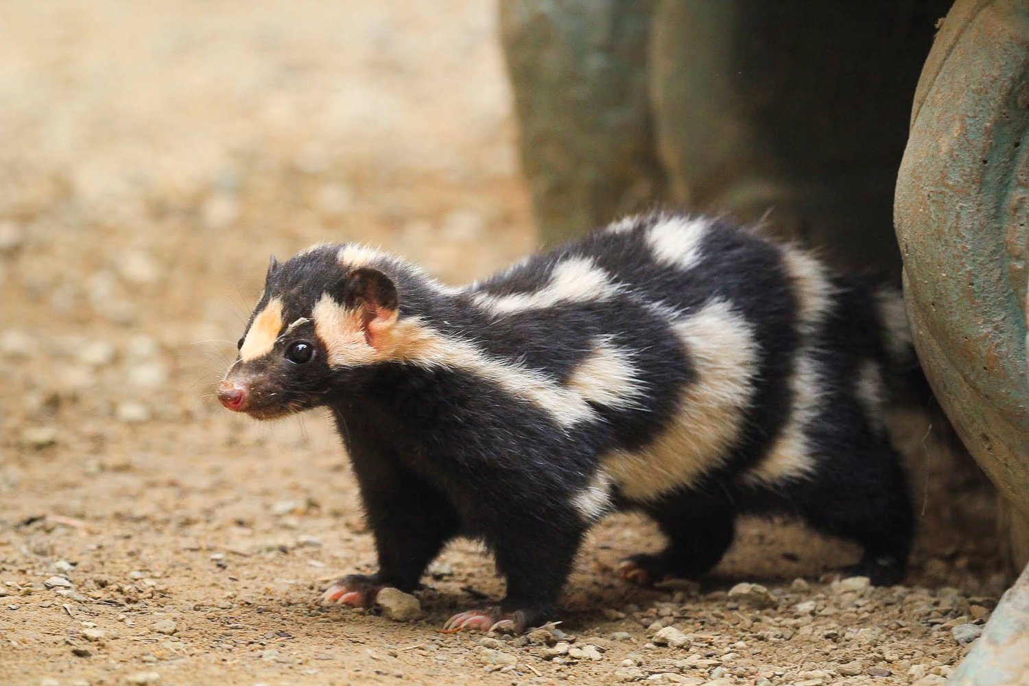Spotted Skunks — Turtle Bay Spotted Skunks — Turtle Bay