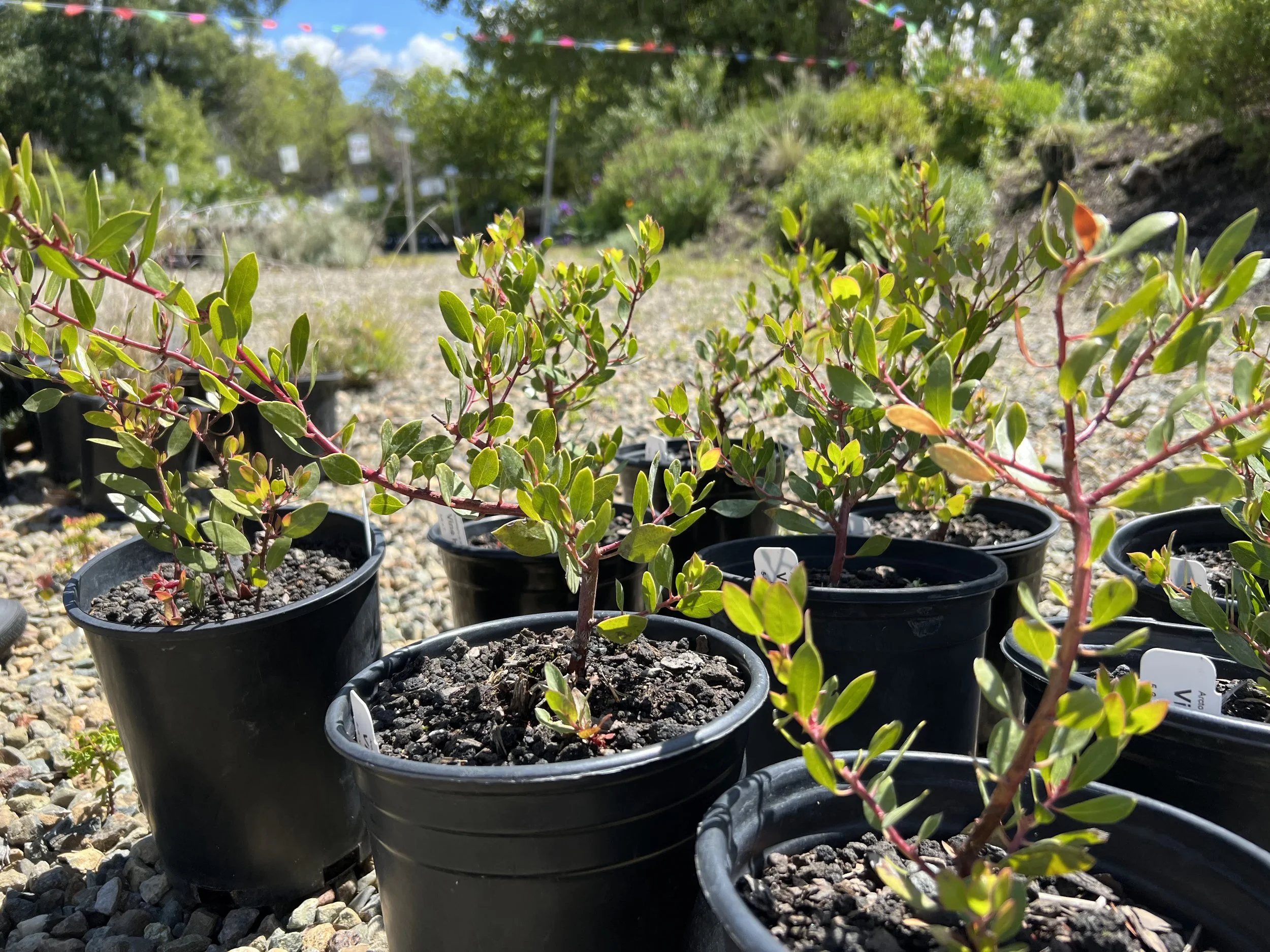 ​​Drought Tolerant Gardening is a Redding-Area Must. Here’s Why.