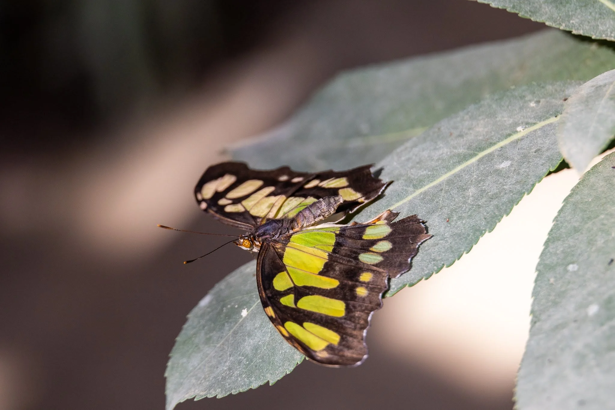 Butterfly-Friendly Gardening
