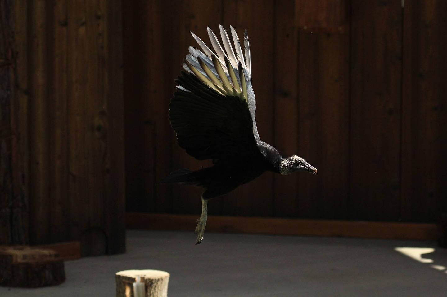 International Vulture Awareness Day is this Saturday! Here at Turtle Bay, we would like to bring attention to the crucial role that vultures play in the health of humans and the planet. 

Join us on Saturday, Sept. 3 at 2:30pm for a 15-minute program