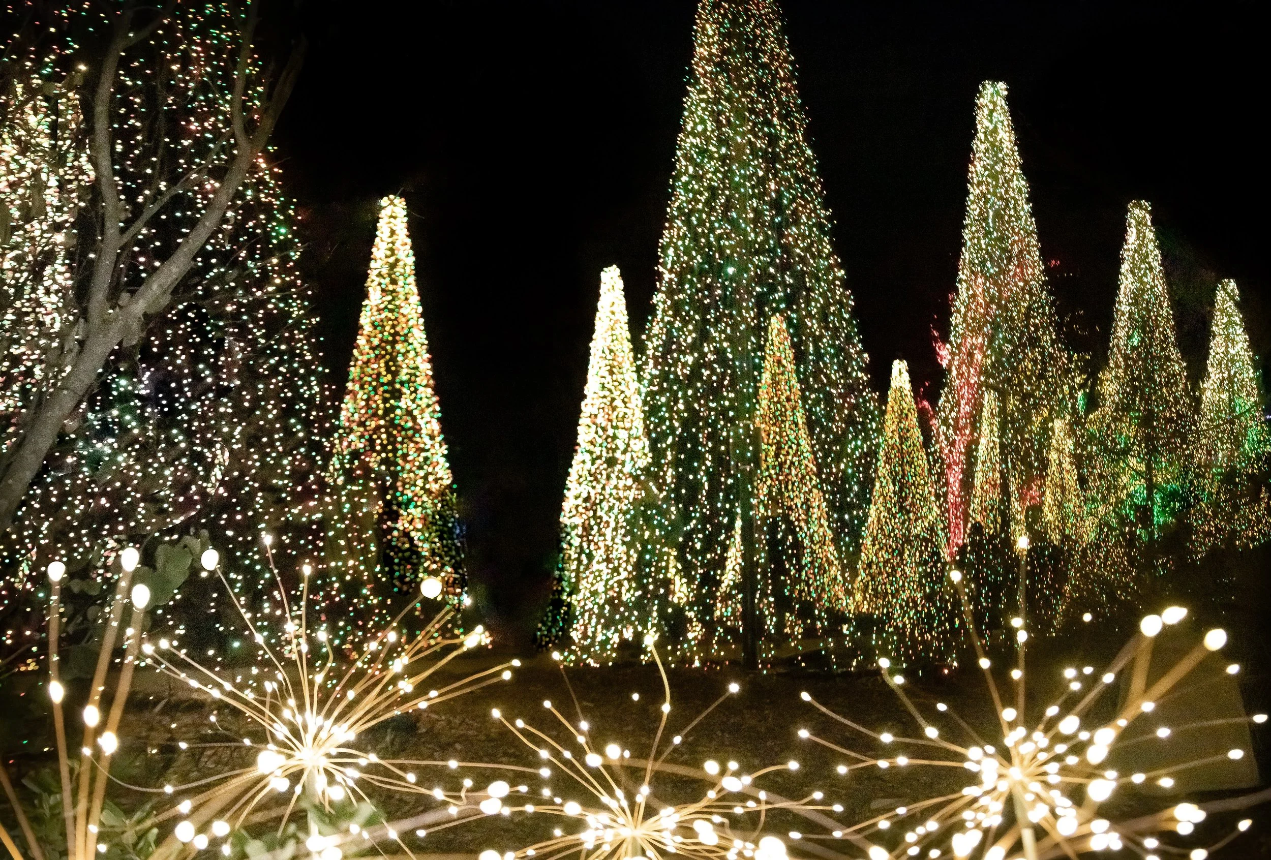 Holiday Activities: Redding Garden of Lights and New Year's Eve Party