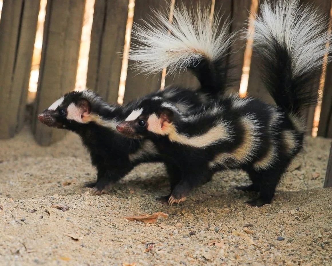Spotted Skunks — Turtle Bay