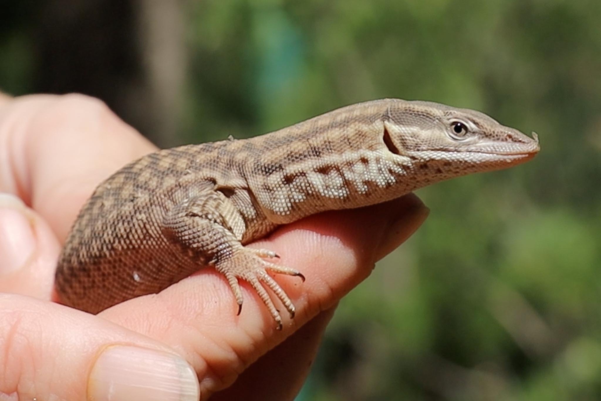 Deutlich Genesen Ankommen Ackie Monitor Size Gerechtigkeit National Dunkel deutlich-genesen-ankommen-ackie-monitor-size-gerechtigkeit-national-dunkel