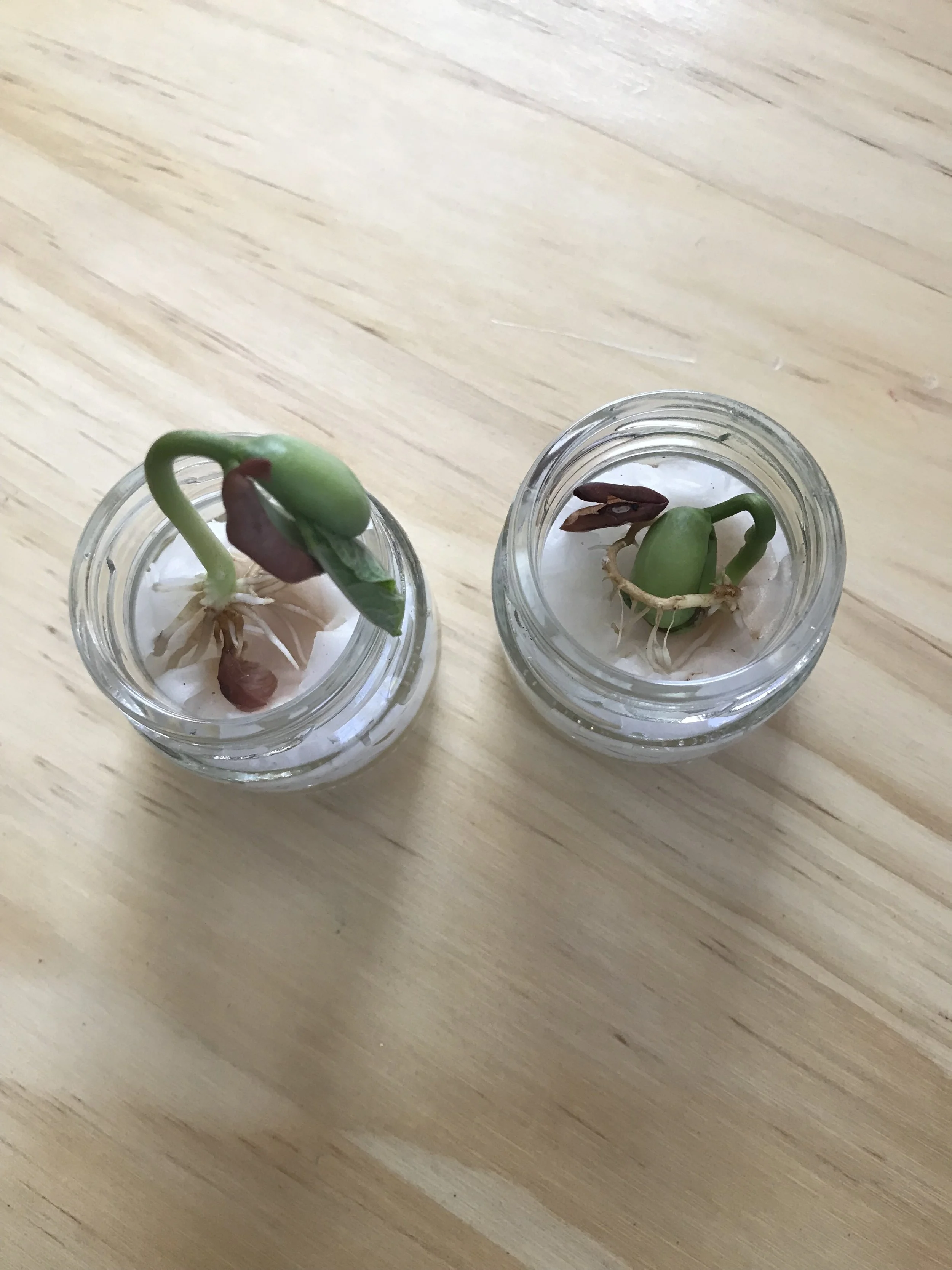 Botany with children at Strawberry School 