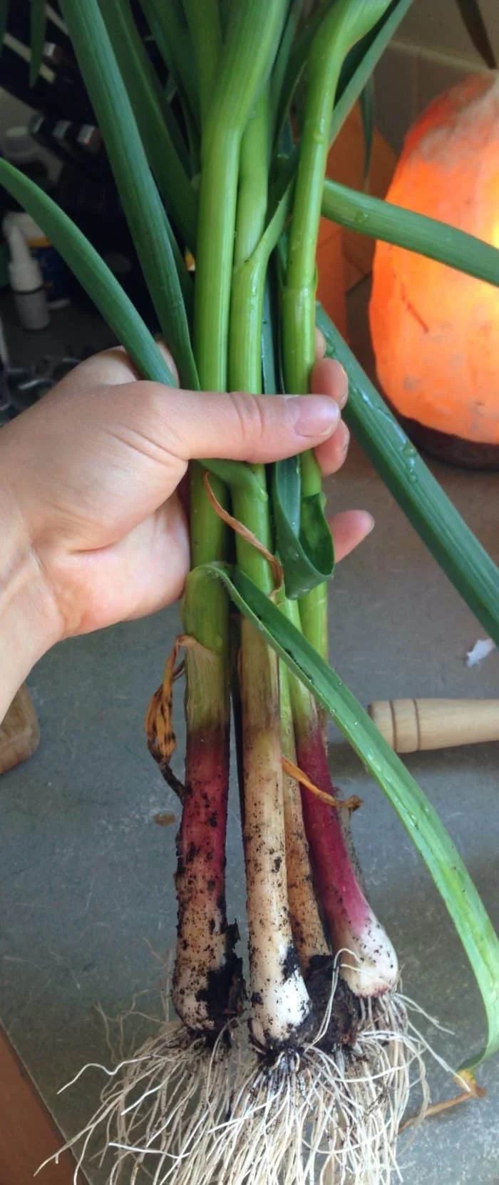garlic shoots.jpg