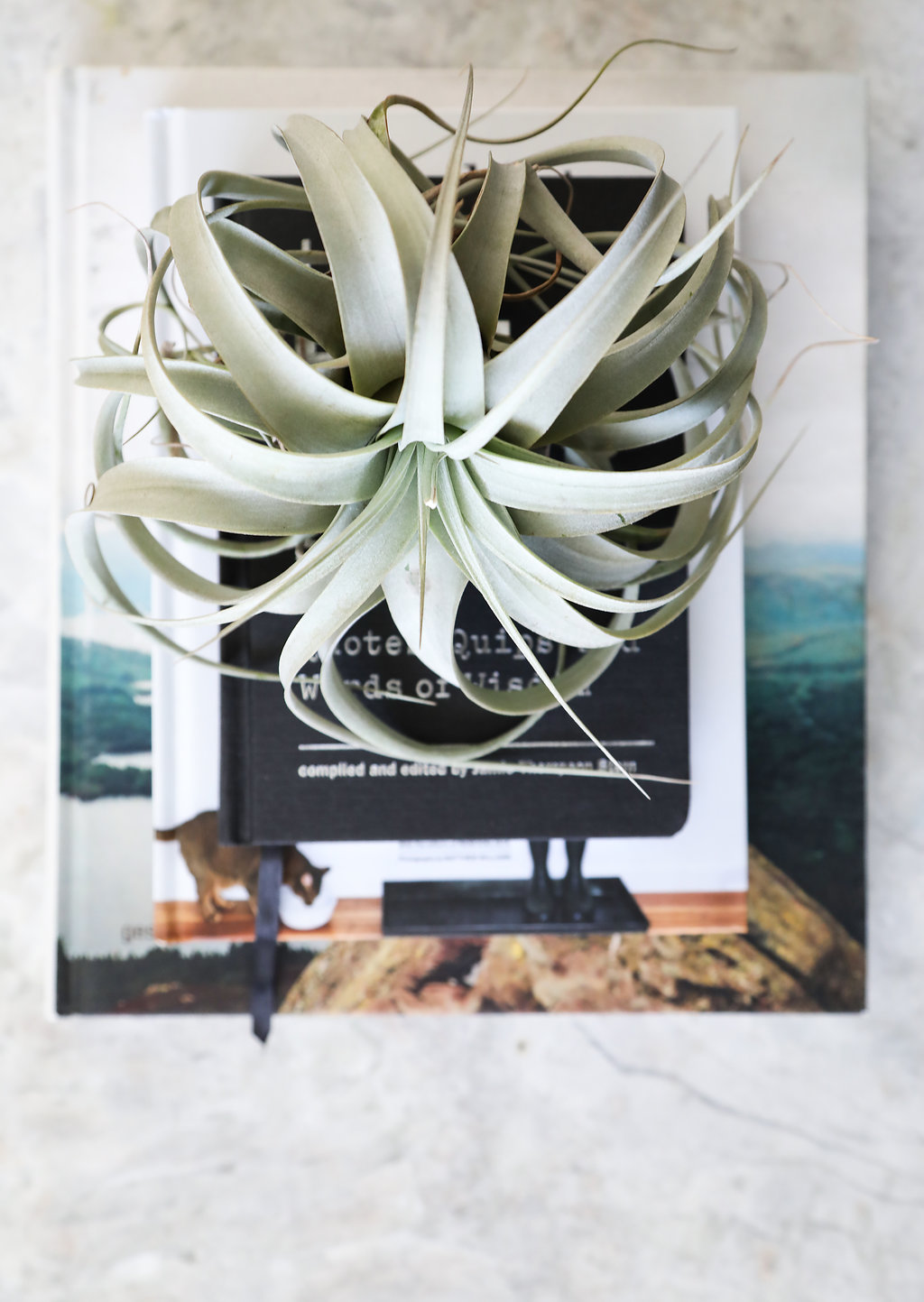 Coffee Table Vignette.jpg