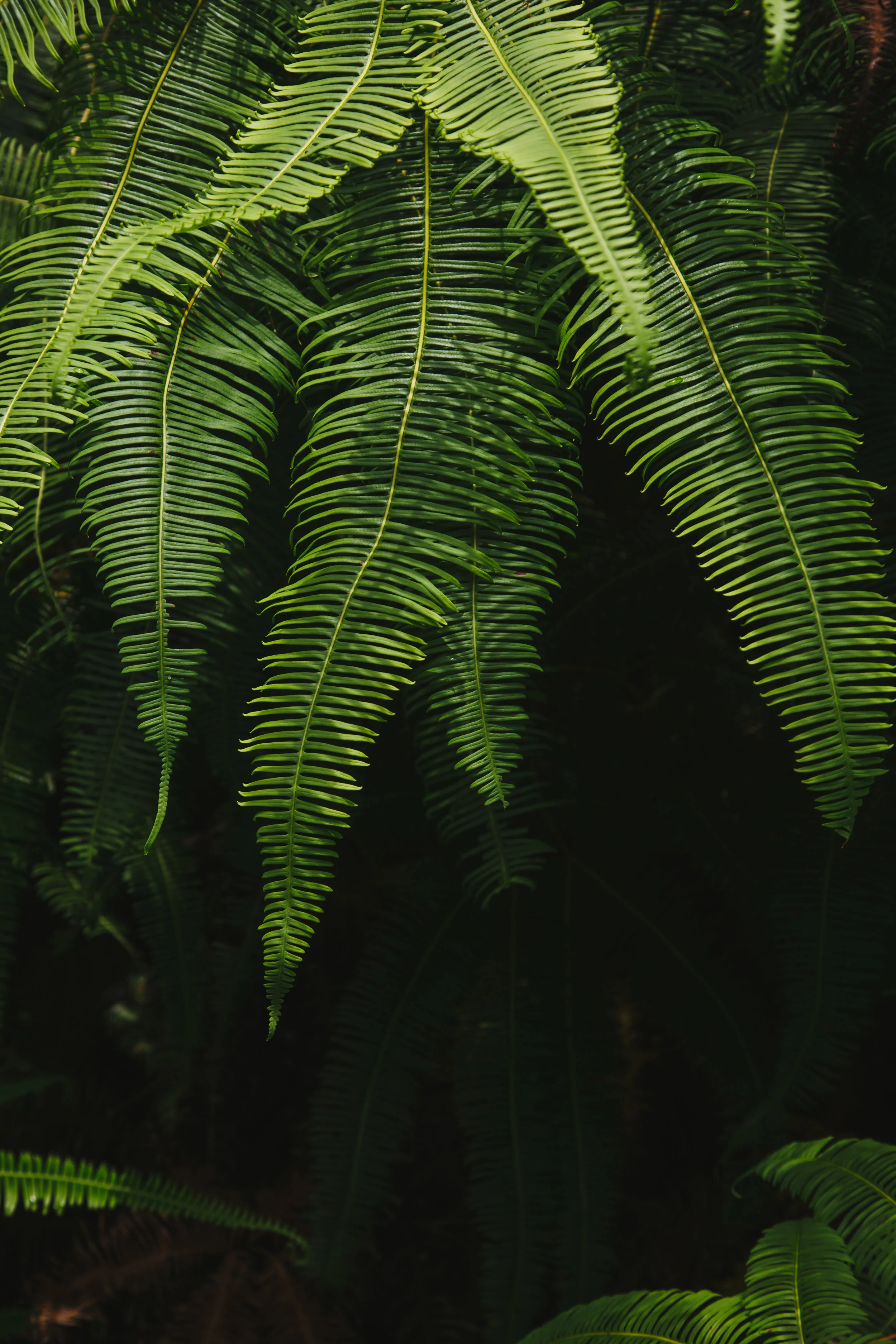 Langkawi-ferns.jpg