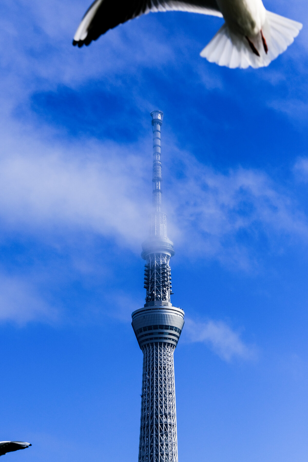 skytree-bird.jpg