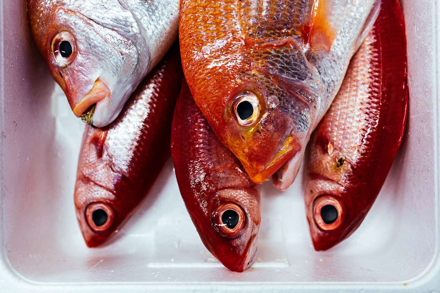 Tokyo-tsukiji-fish-sale.jpg