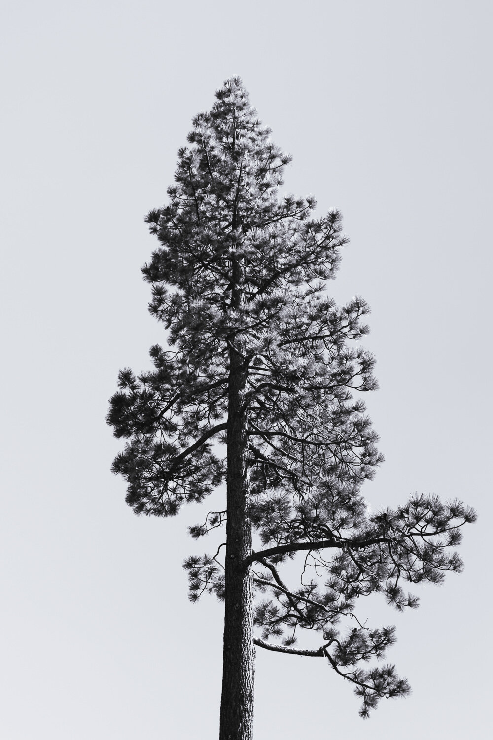 big-tree-1.jpg