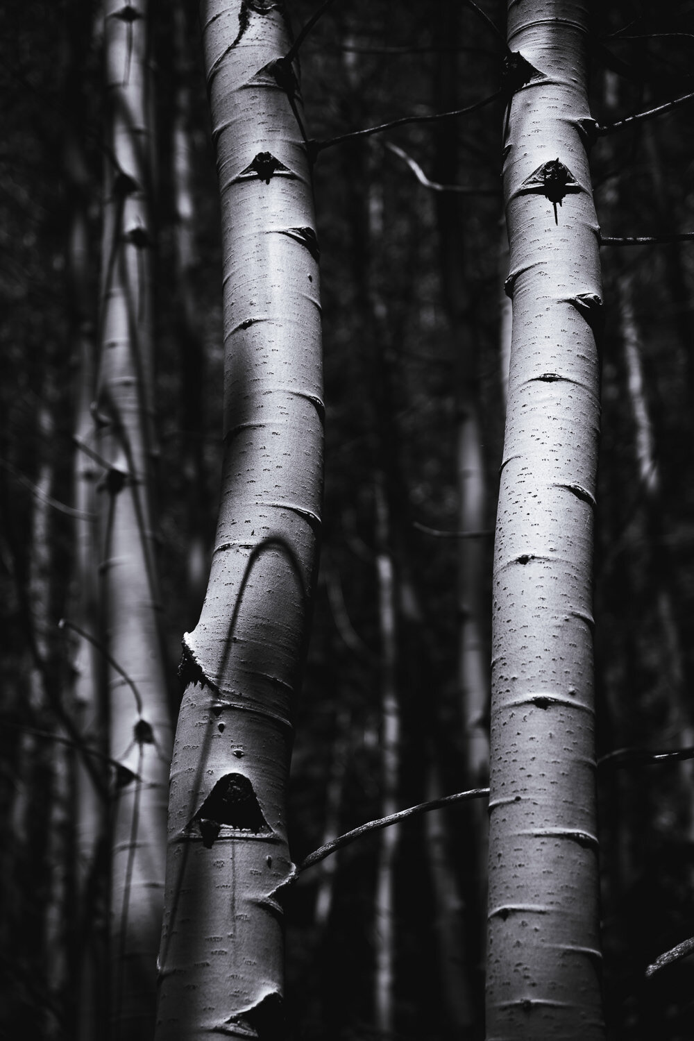 Spooner-SP-birch-1.jpg