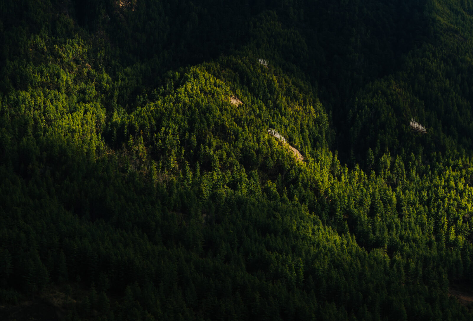 bhutan-forest.jpg