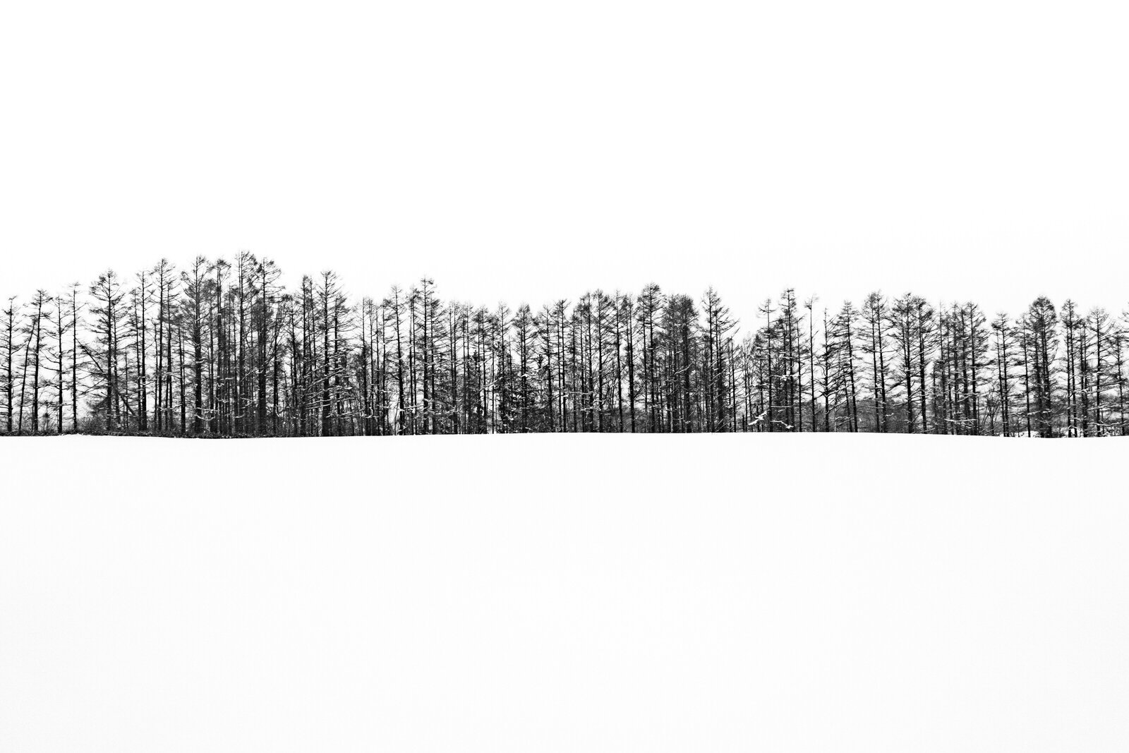 Hokkaido-winter-trees.jpg