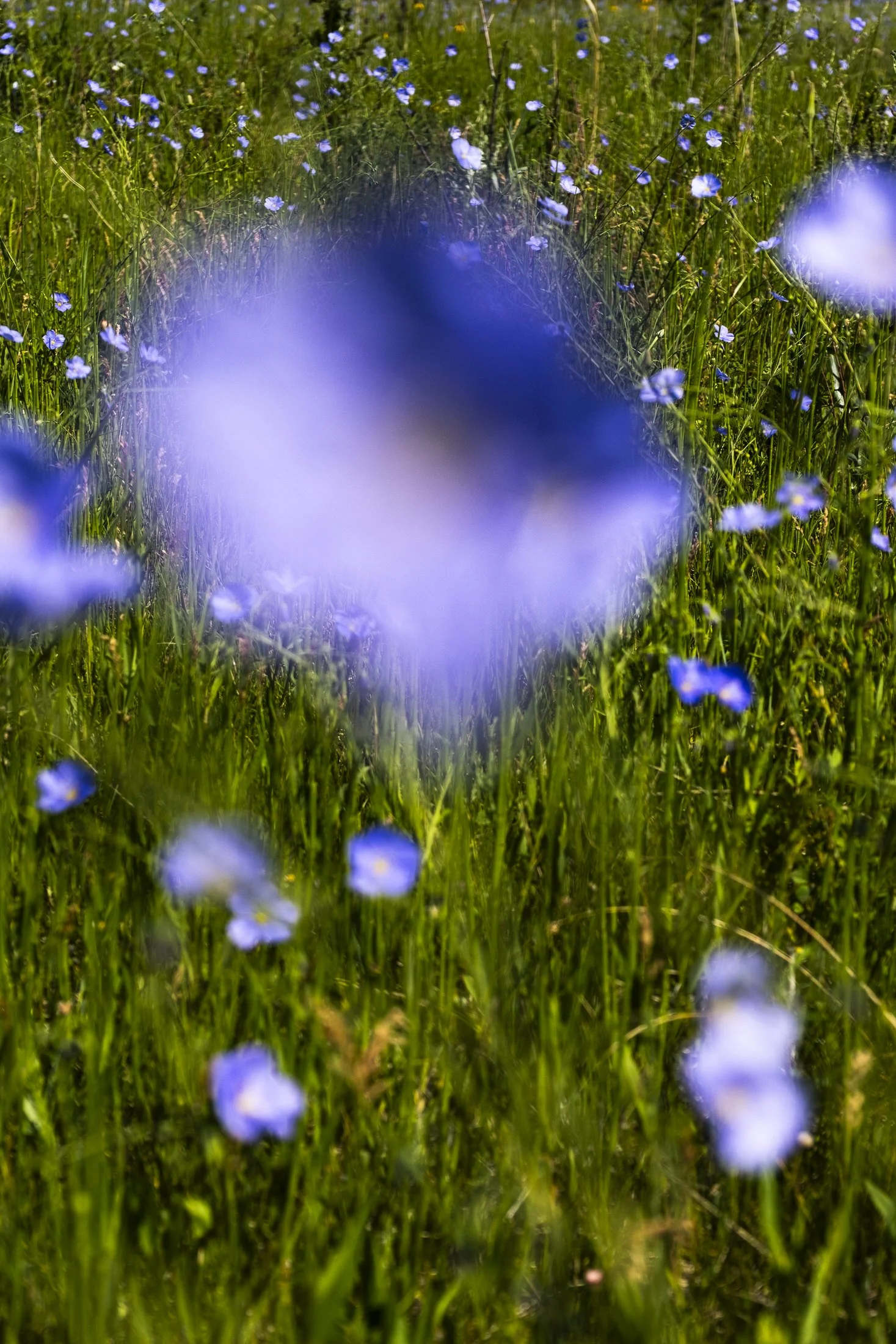 Vermejo-Flora-0033.jpg