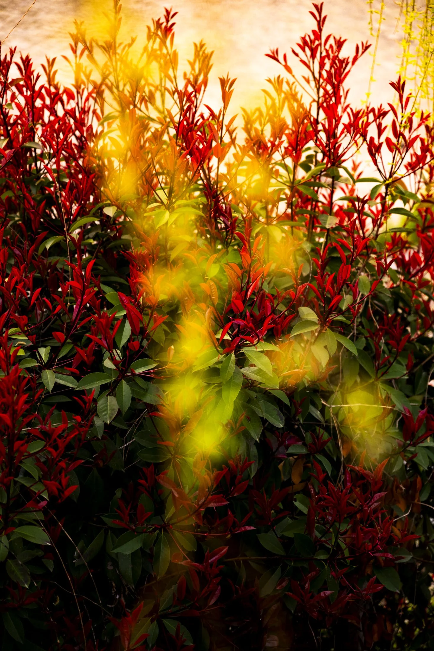 Ritz-Carlton-Kyoto-nature.jpg