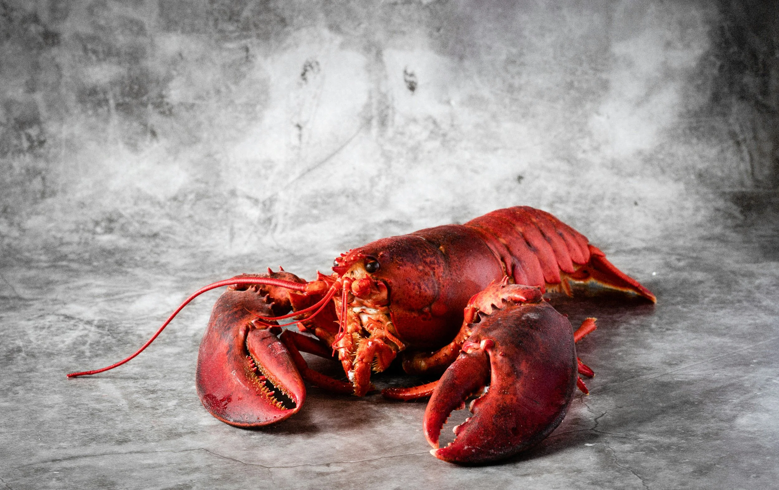 Consider the Lobster: Two Classic Dishes