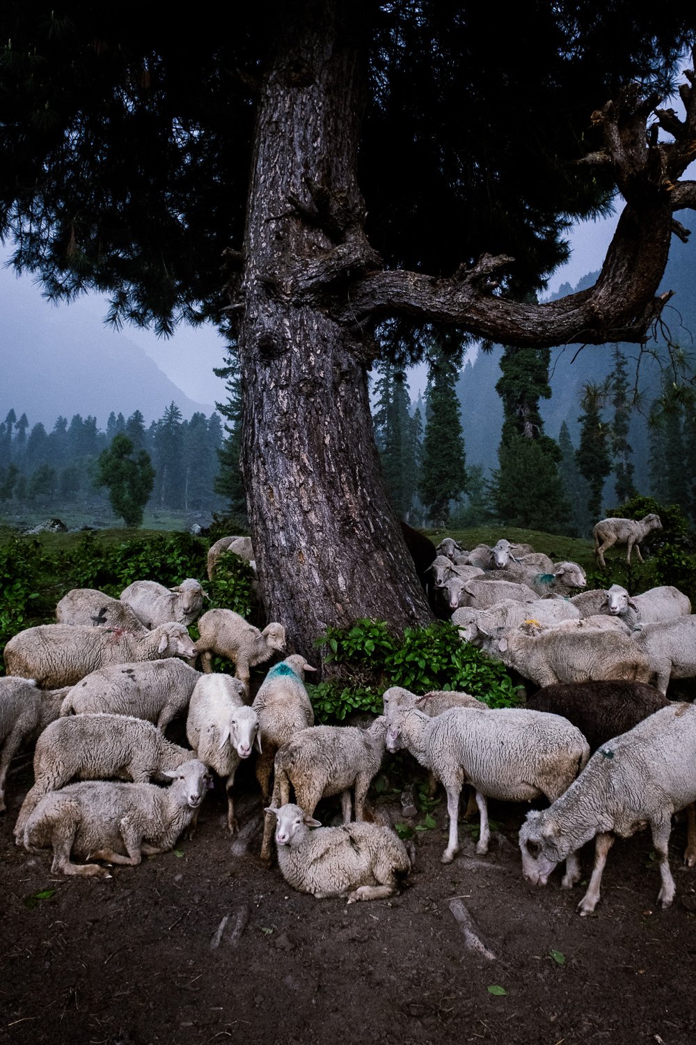  Kashmir, India 
