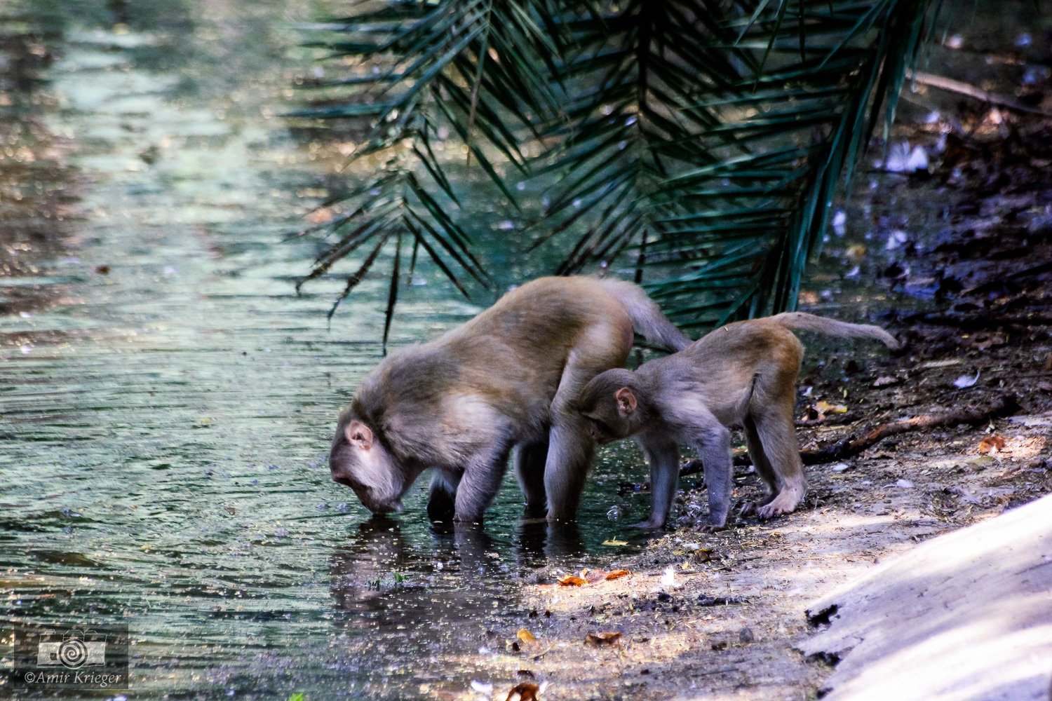  Delhi, India 