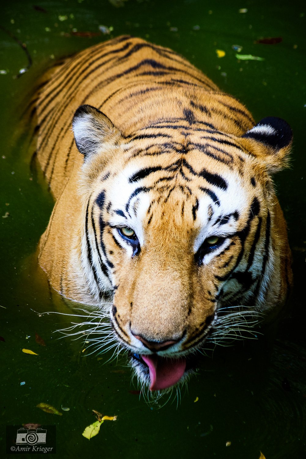  Delhi, India 