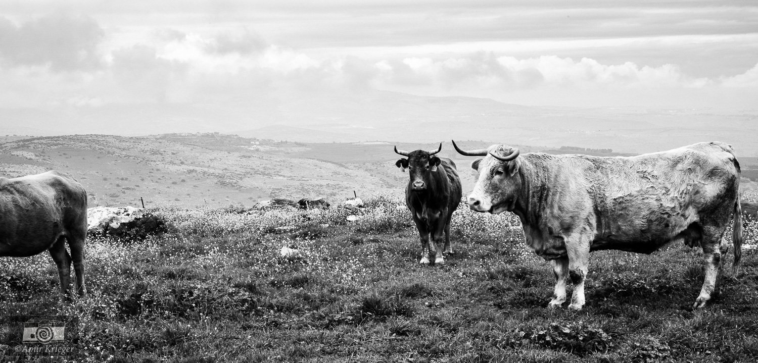  Ramat HaGolan, Israel 