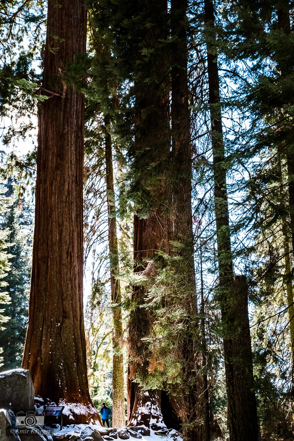  Sequoia National Park, California, USA 