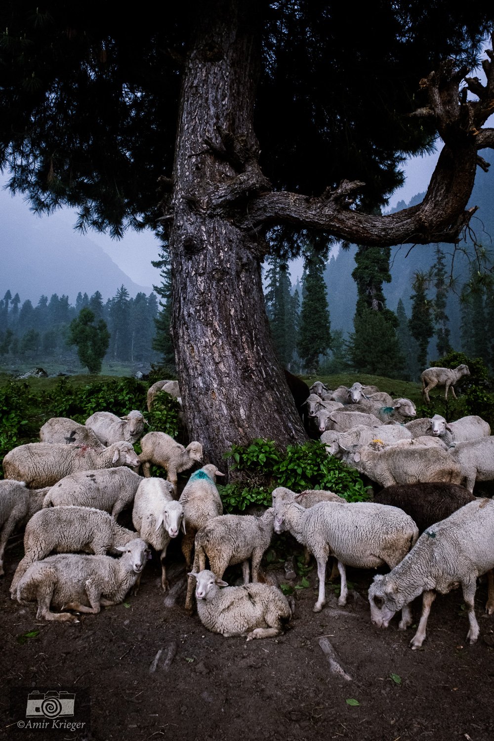  Doodhpathri, Kashmir, India 