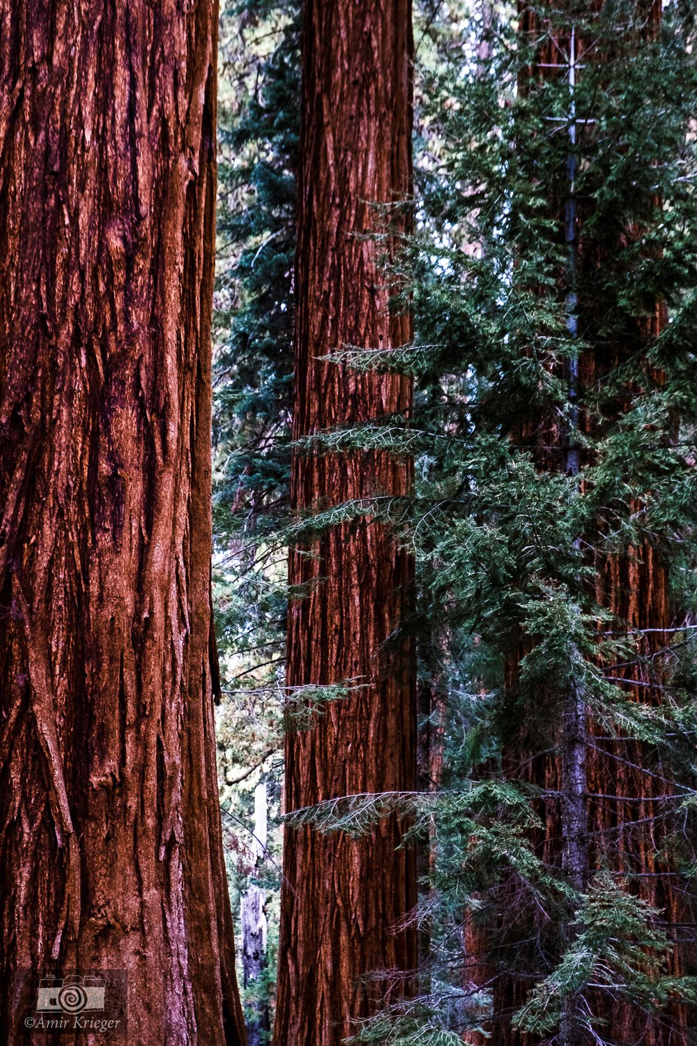  Sequoia National Park, California, USA 