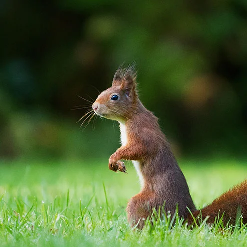 How-to-Optimize-Images-for-Squarespace1.jpg