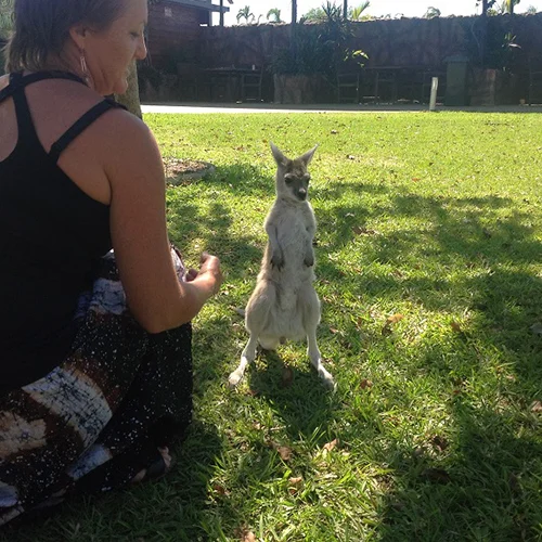 DRT Wallaby.jpg