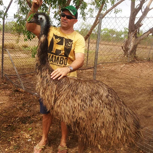 Eddy-the-Emu.jpg
